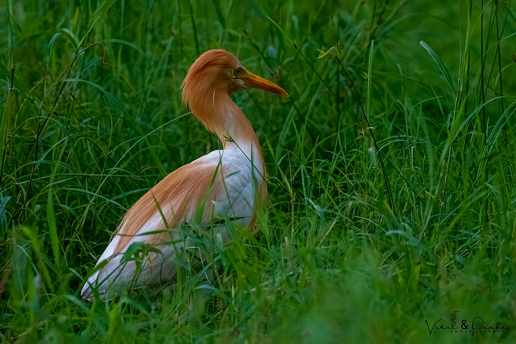 Cattle Egret